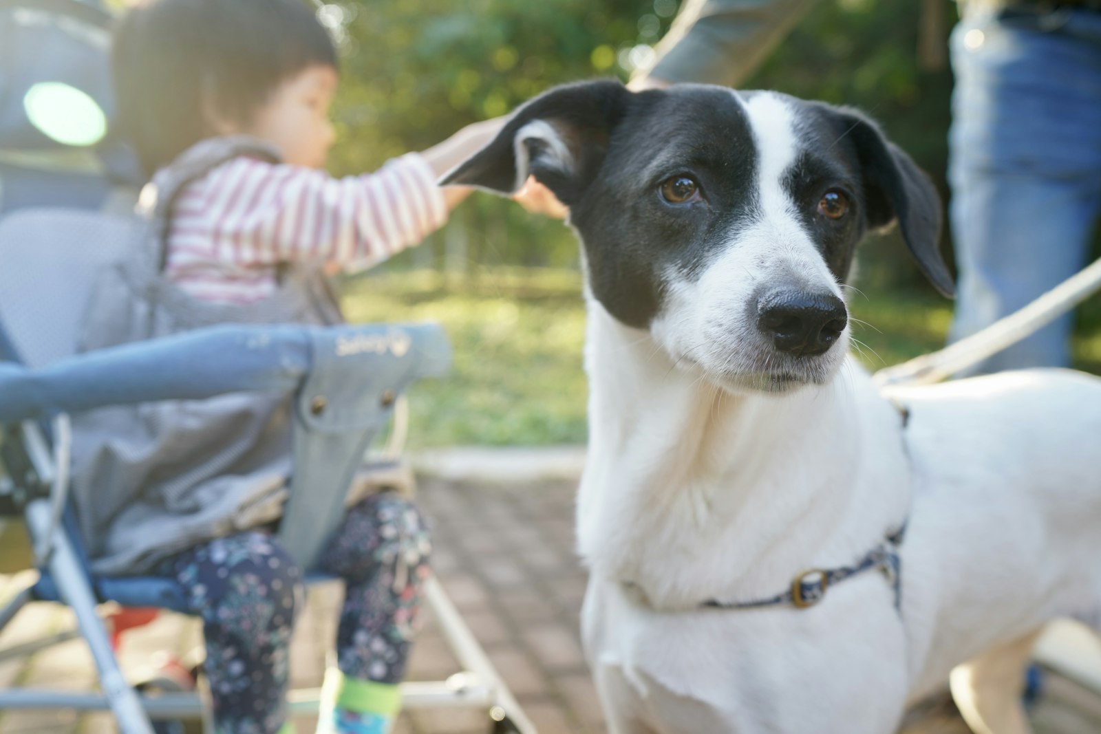 Dog Training in Walnut Creek That Actually Holds Up in Real Life